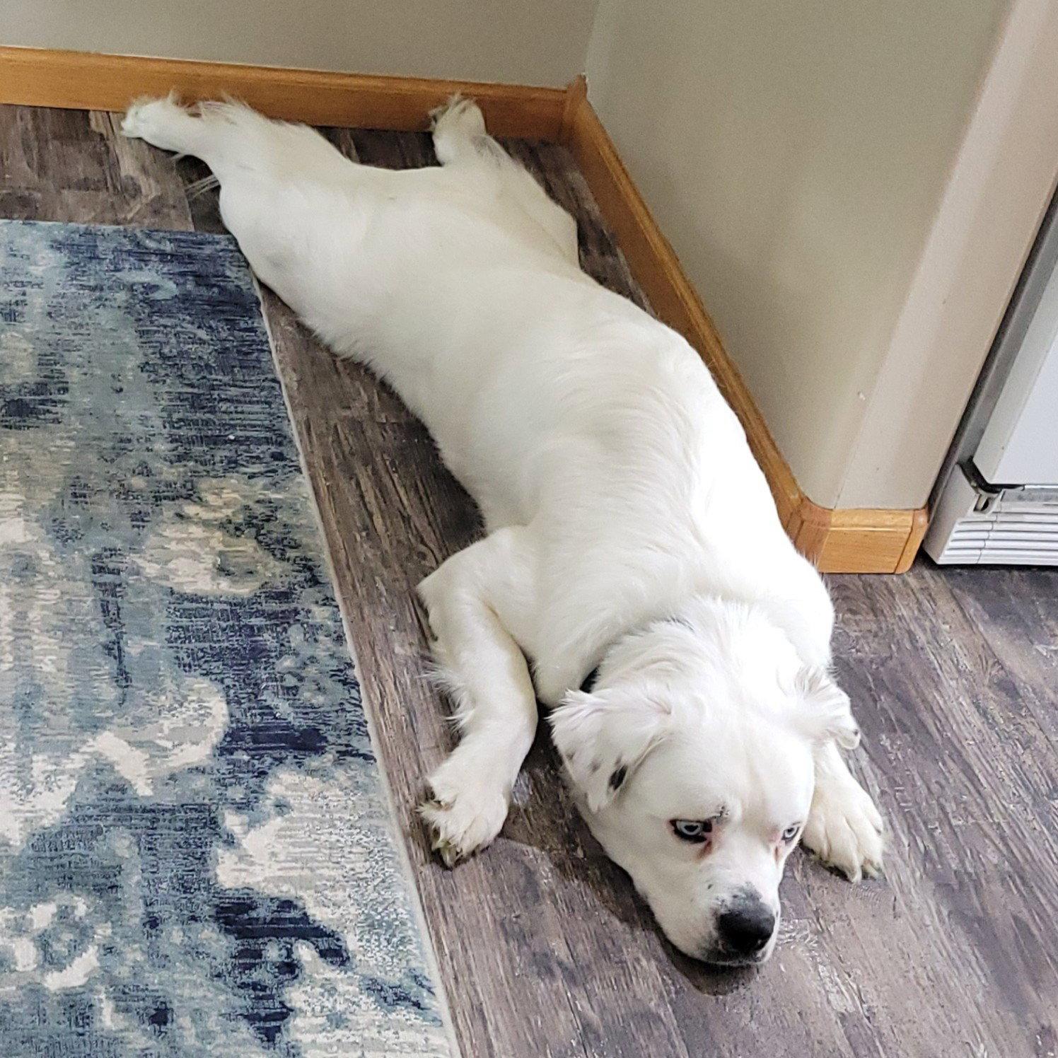 Enlarge Falcor, a Adoptable Great Pyrenees in Fargo, ND image 2/3