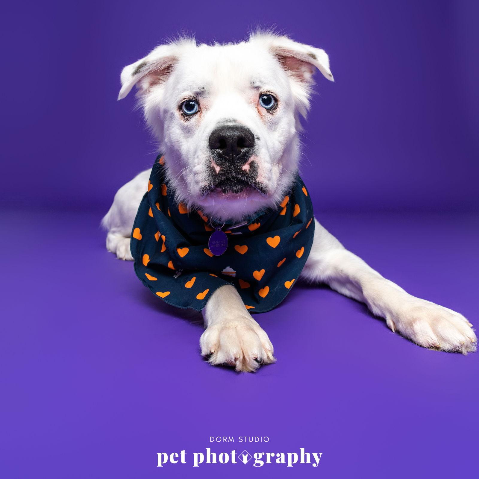 Enlarge Falcor, a Adoptable Great Pyrenees in Fargo, ND image 3/3