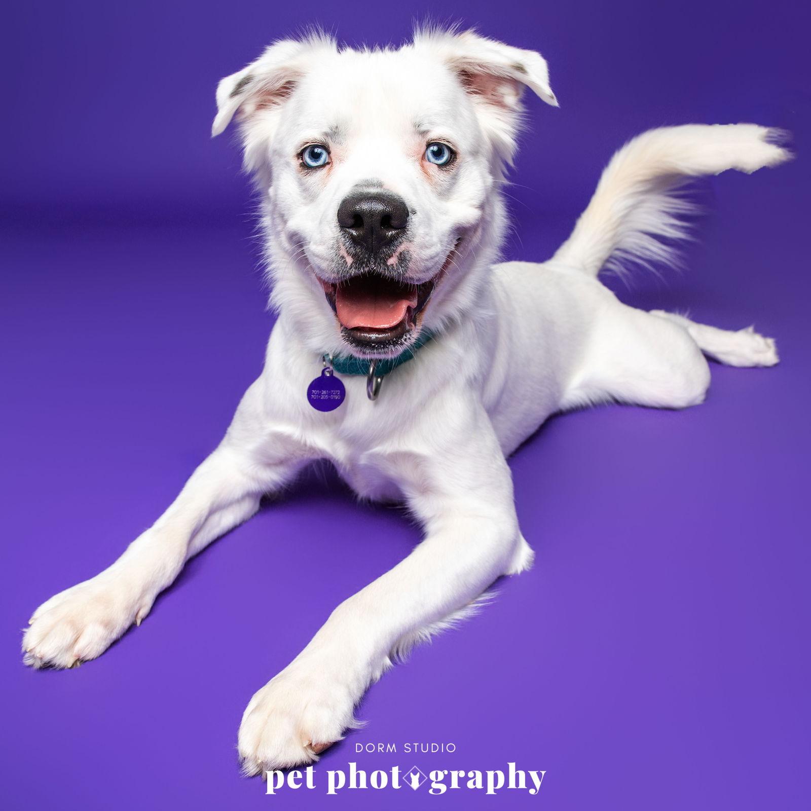 Falcor, a Adoptable Great Pyrenees in Fargo, ND image 3/3