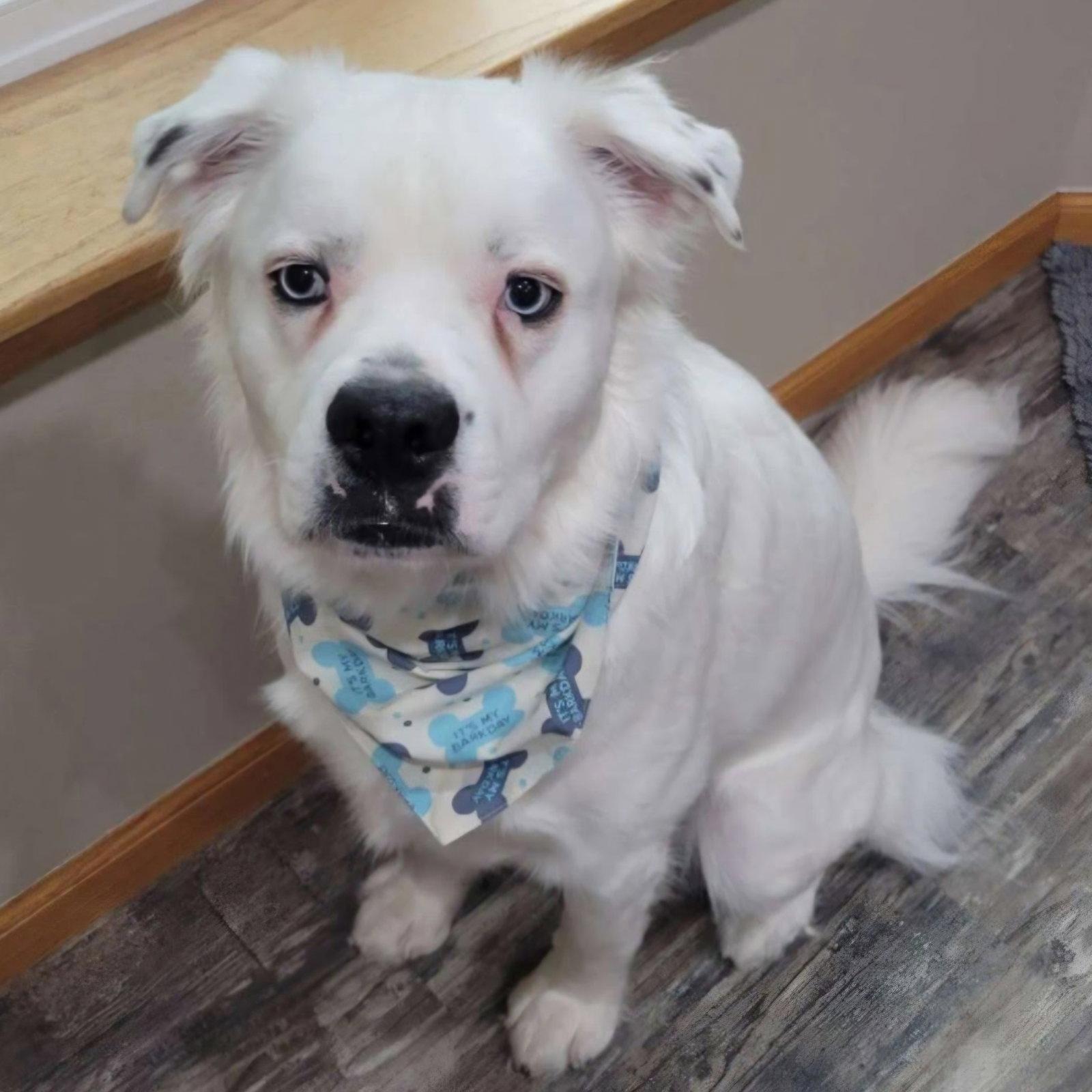 Falcor, a Adoptable Great Pyrenees in Fargo, ND image 3/3