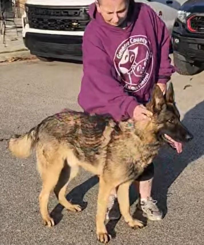 Thor - Urgent, Adoptable, Adult Male German Shepherd Dog.