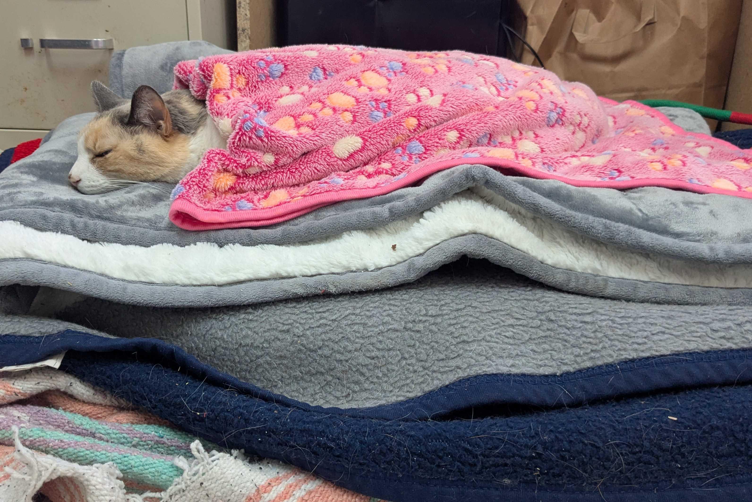 Rachel Ray thumbnail 3