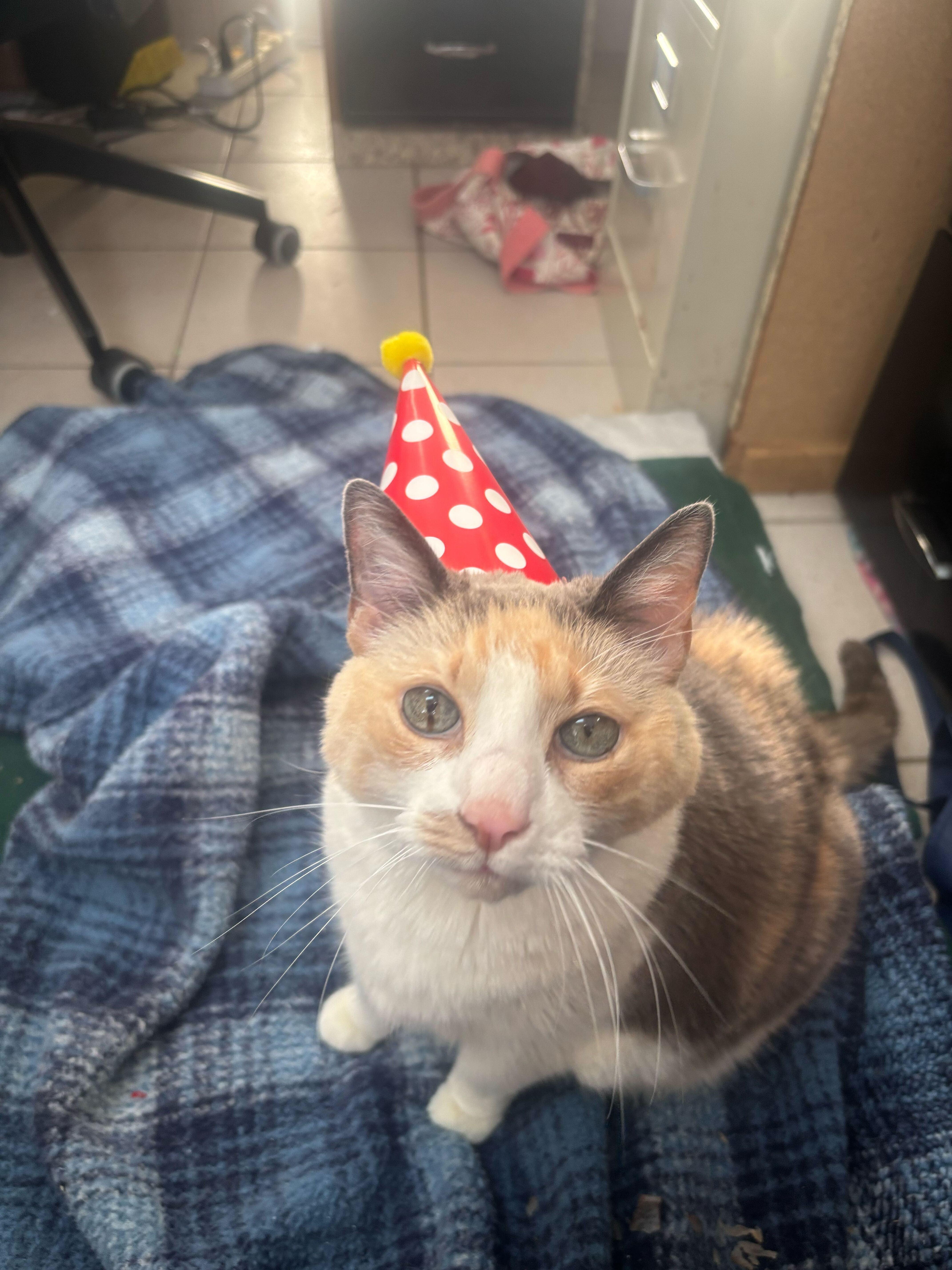 Rachel Ray thumbnail 2