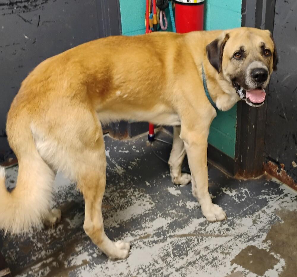 Leo #104, Adoptable, Adult Male Shepherd & Great Pyrenees.