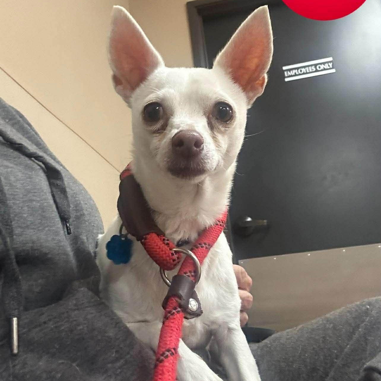 Enlarge PRINCESS is only 8 pounds, a Adoptable Chihuahua in Frisco, TX image 2/6