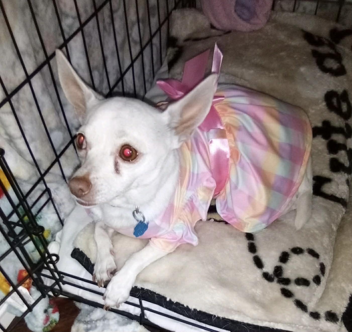 Enlarge PRINCESS is only 8 pounds, a Adoptable Chihuahua in Frisco, TX image 5/6
