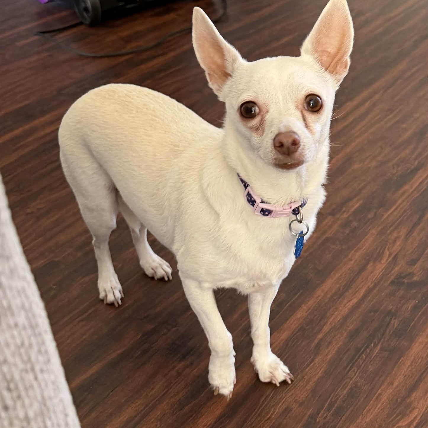 Enlarge PRINCESS is only 8 pounds, a Adoptable Chihuahua in Frisco, TX image 3/6