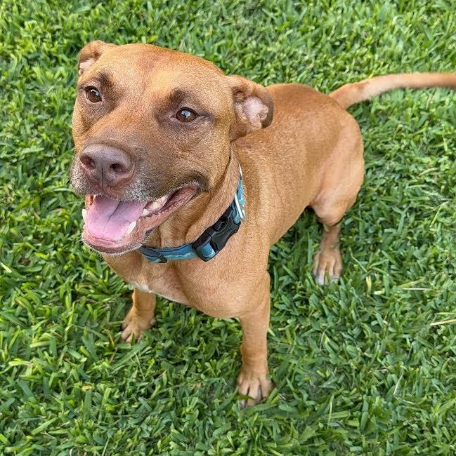 Enlarge Albie, a Adoptable Mixed Breed in Georgetown, TX image 4/6