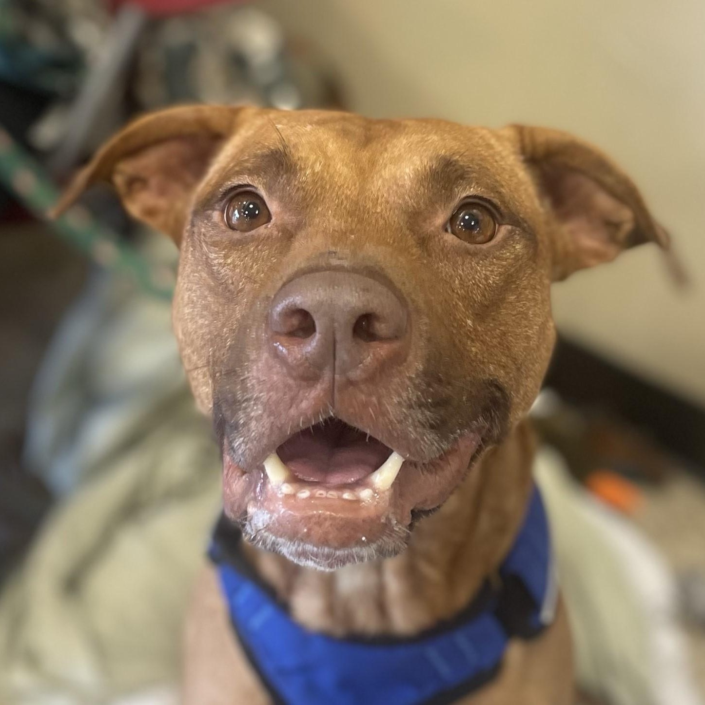 Enlarge Albie, a Adoptable Mixed Breed in Georgetown, TX image 2/6