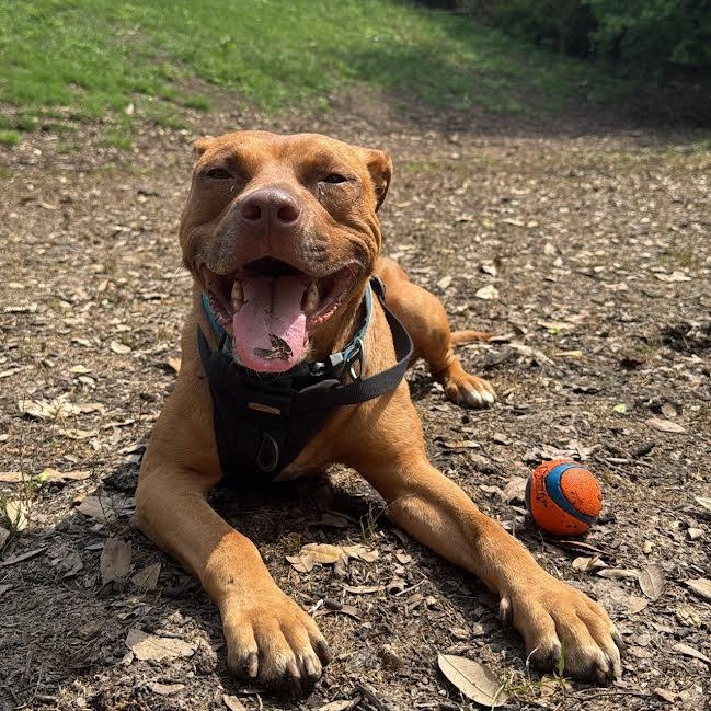 Albie, Adoptable, Adult Male Mixed Breed.