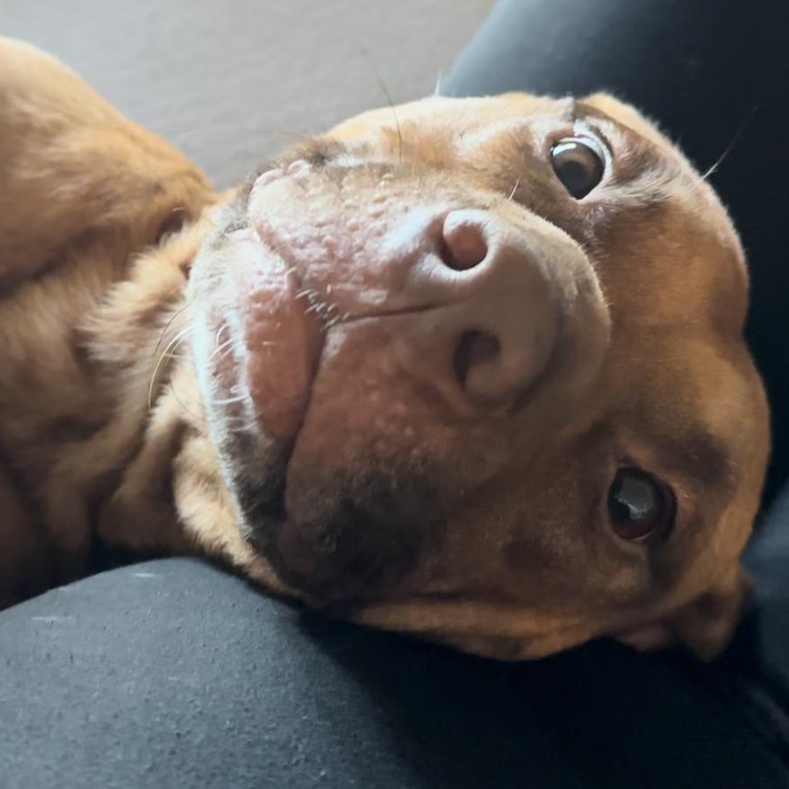 Albie