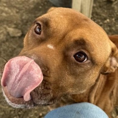 Enlarge Albie, a Adoptable Mixed Breed in Georgetown, TX image 3/6