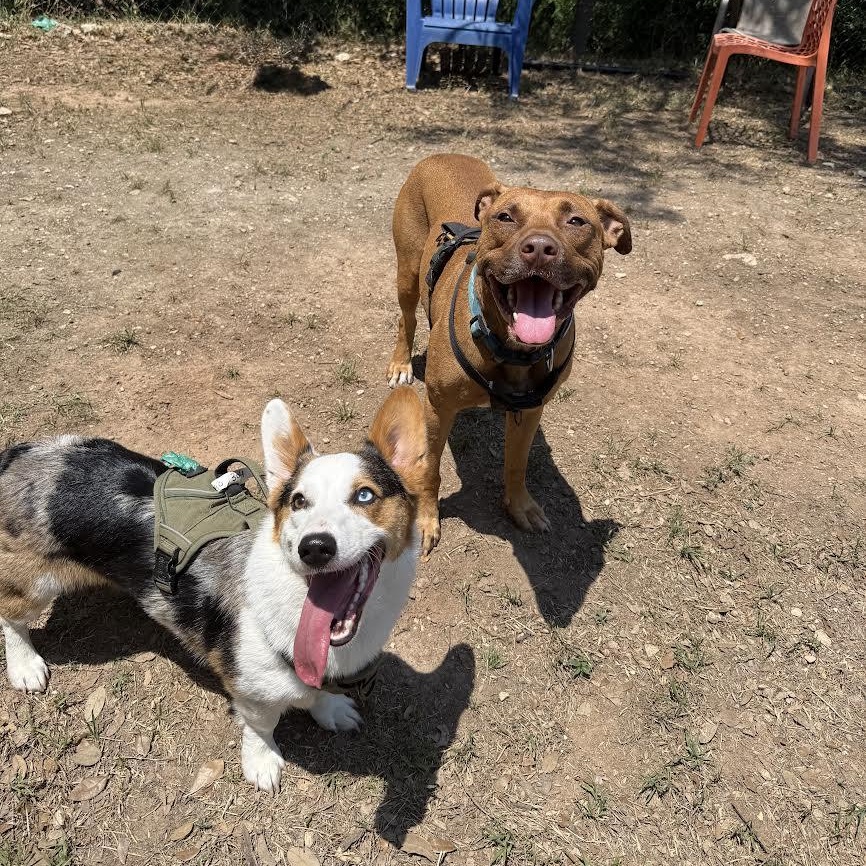 Enlarge Albie, a Adoptable Mixed Breed in Georgetown, TX image 5/6