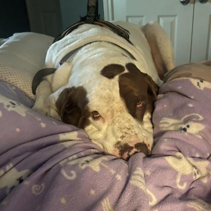 Odin, a ADOPTABLE mixed breed in Houston, TX image 3/3