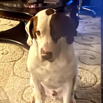 Odin, a ADOPTABLE mixed breed in Houston, TX image 2/3