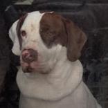 Odin, a ADOPTABLE mixed breed in Houston, TX image 1/3