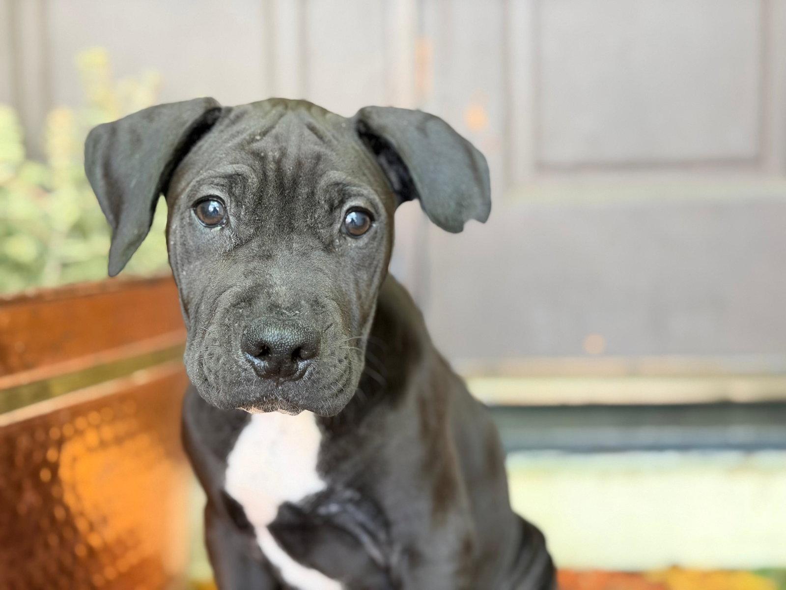 Enlarge Davey, a Adoptable Pit Bull Terrier in Roseville, CA image 1/3
