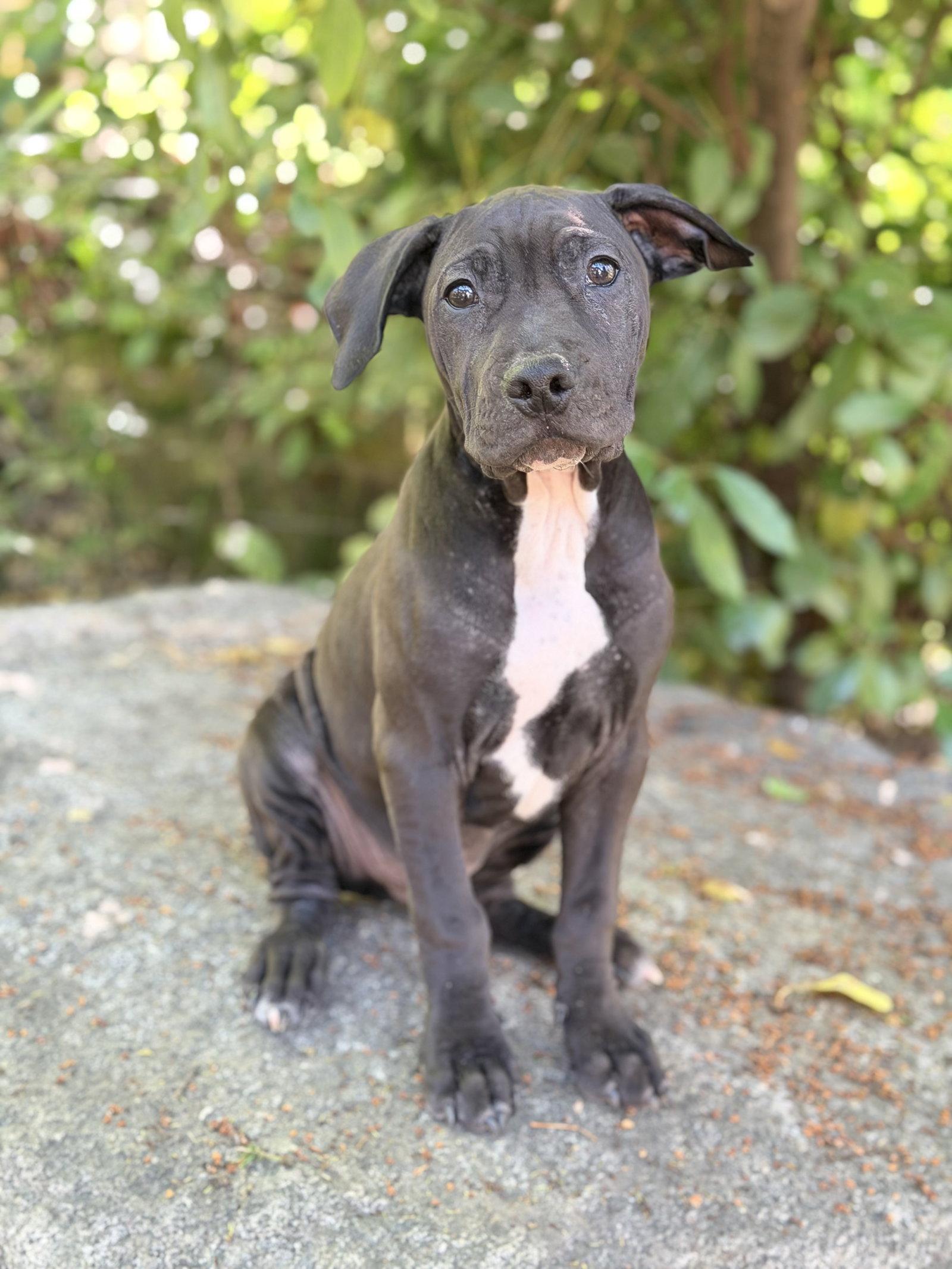 Enlarge Davey, a Adoptable Pit Bull Terrier in Roseville, CA image 2/3
