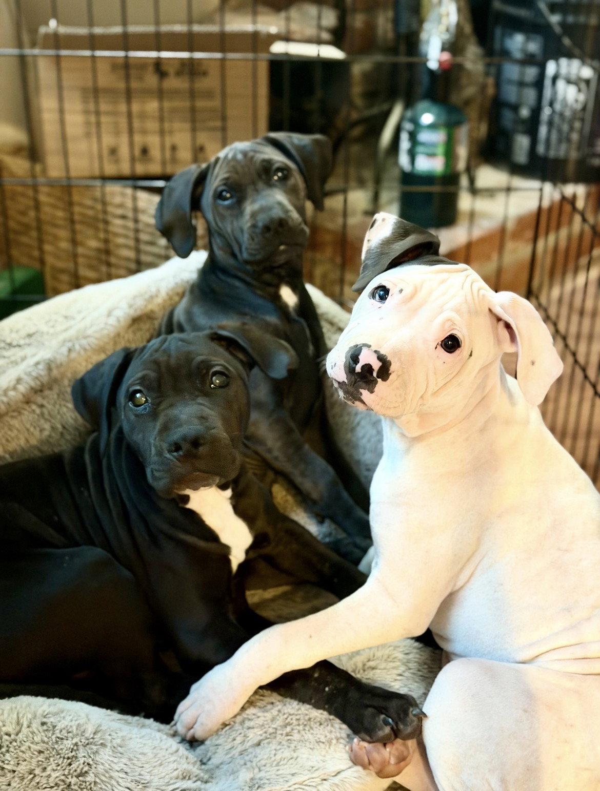 Enlarge Davey, a Adoptable Pit Bull Terrier in Roseville, CA image 3/3