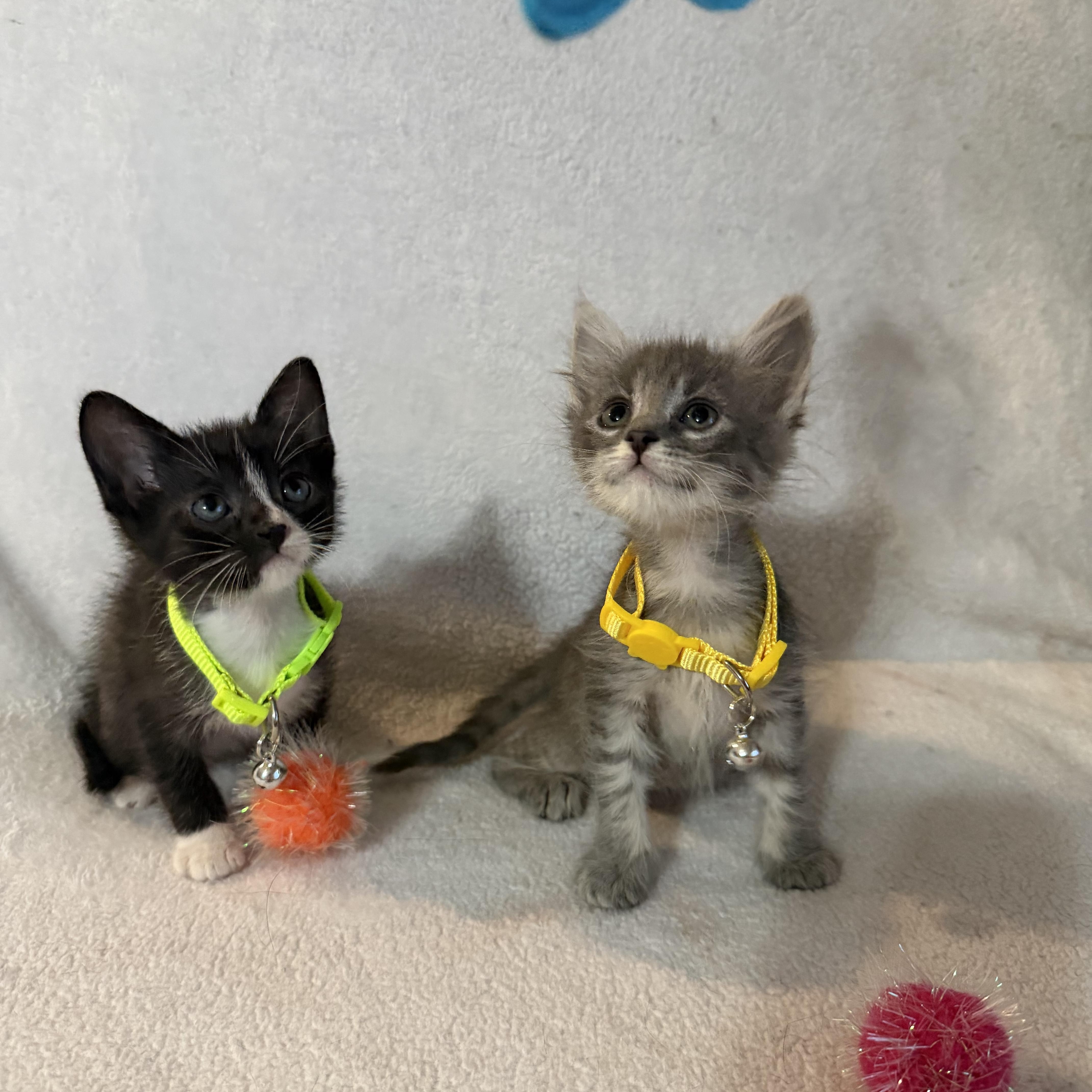 Three Hole Punch and Printer Jam photo