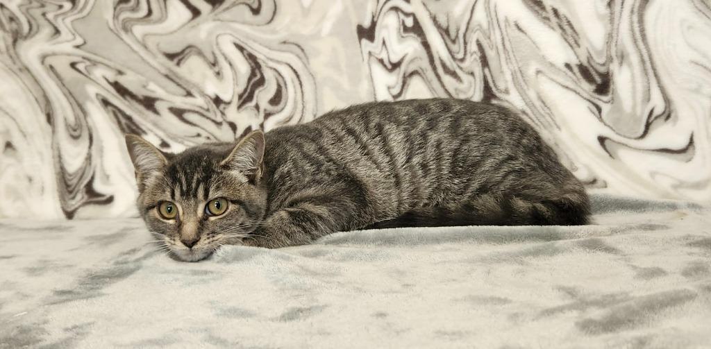 Enlarge Betty White, a Adoptable Domestic Short Hair in Benld, IL image 1/1