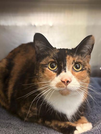 Ka`Kwet, Adoptable, Kitten Female Domestic Medium Hair & Domestic Short Hair.