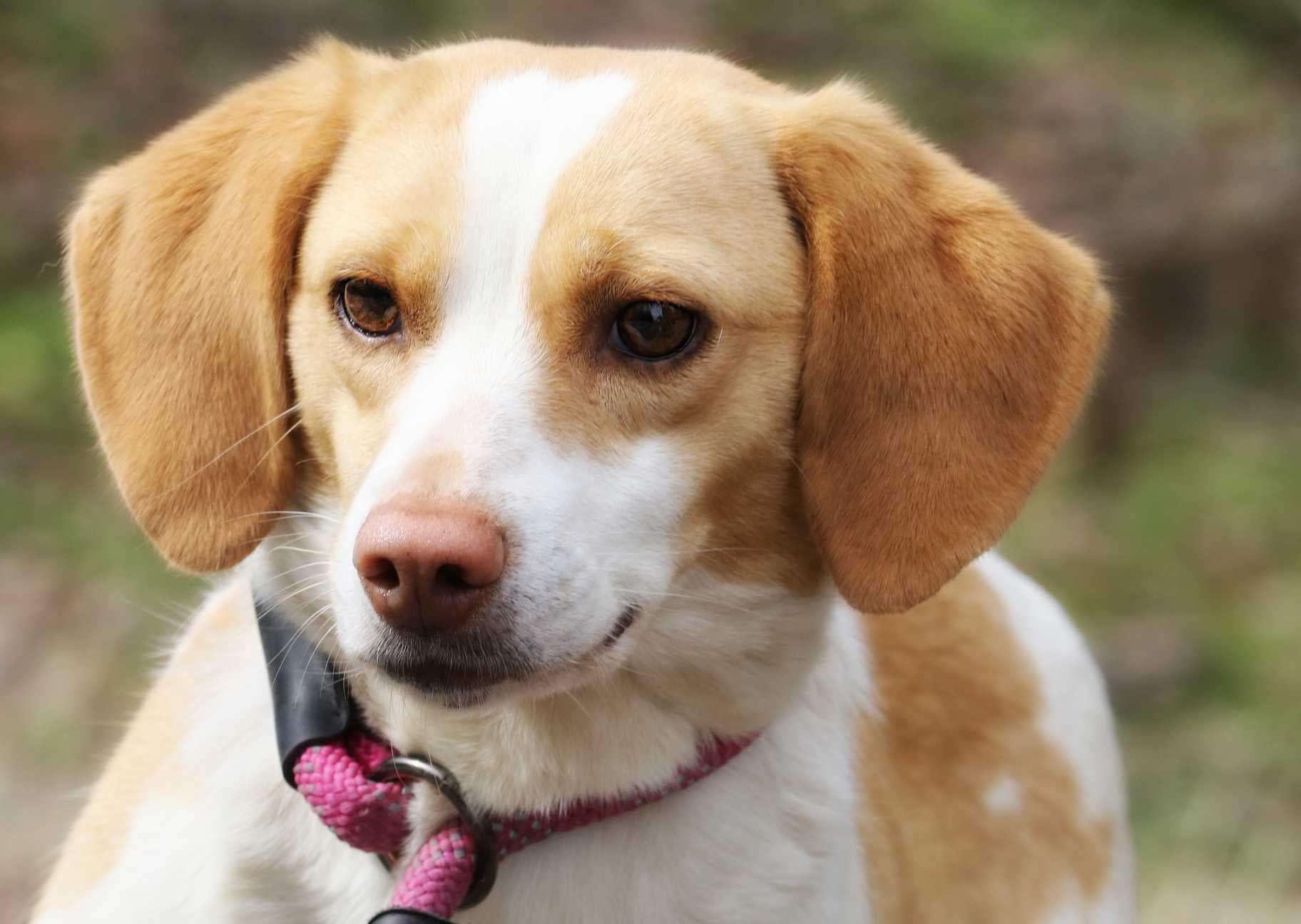 Clover, ADOPTABLE, Young Female Beagle.