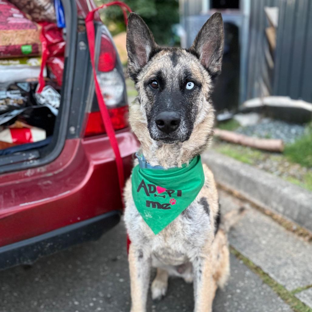 Enlarge Leeroy, a Adoptable Shepherd in Bellingham, WA image 1/6