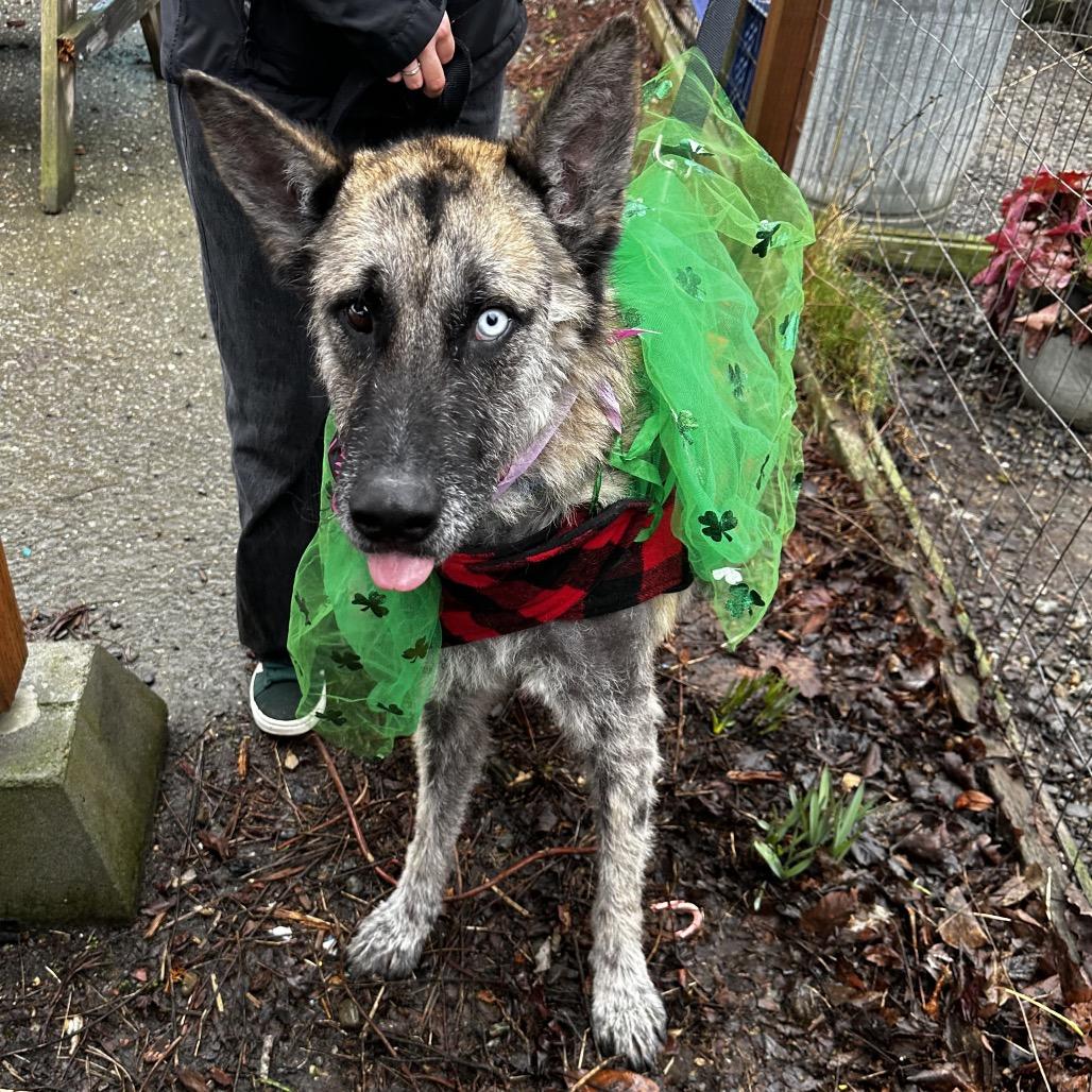 Enlarge Leeroy, a Adoptable Shepherd in Bellingham, WA image 2/6