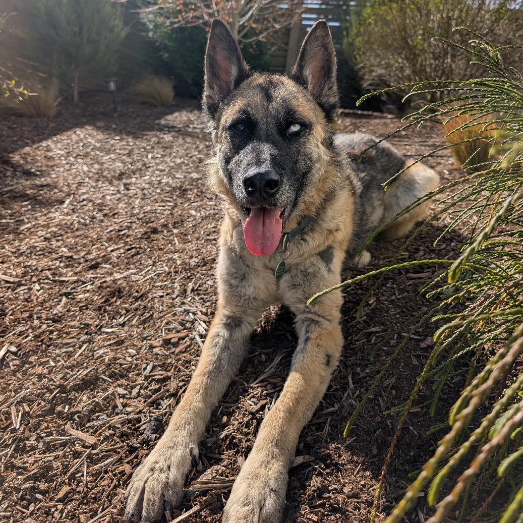 Enlarge Leeroy, a Adoptable Shepherd in Bellingham, WA image 3/6