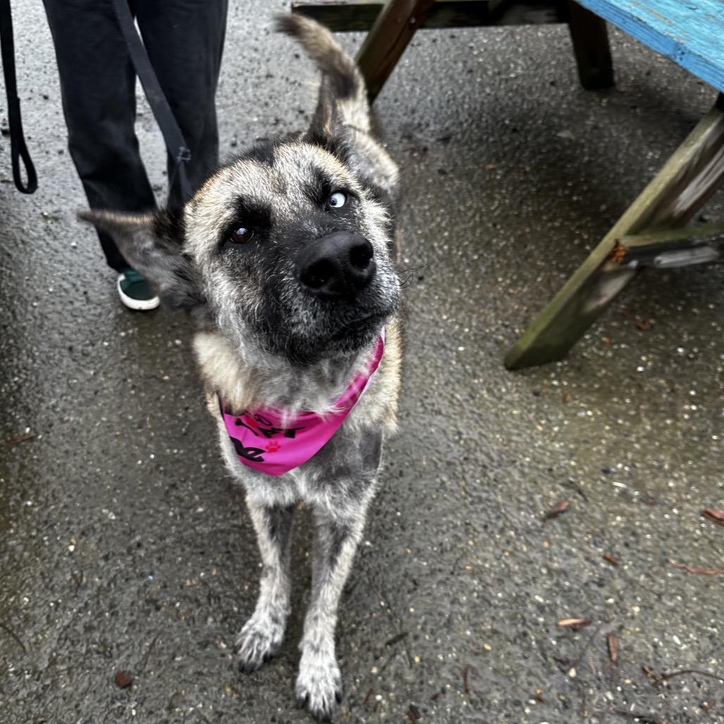 Enlarge Leeroy, a Adoptable Shepherd in Bellingham, WA image 4/6