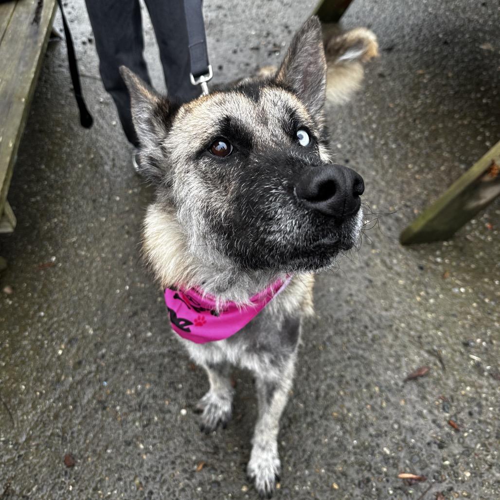 Enlarge Leeroy, a Adoptable Shepherd in Bellingham, WA image 5/6