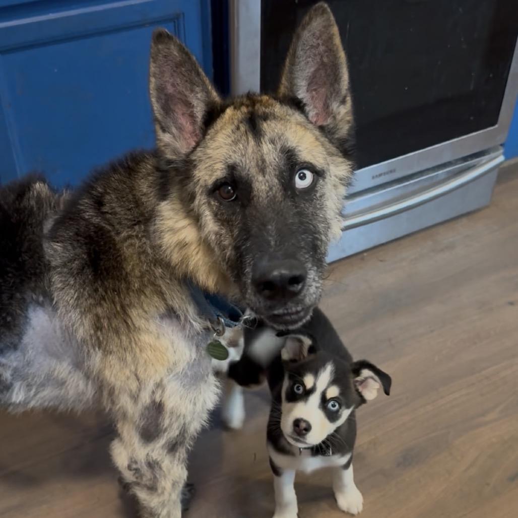 Enlarge Leeroy, a Adoptable Shepherd in Bellingham, WA image 6/6