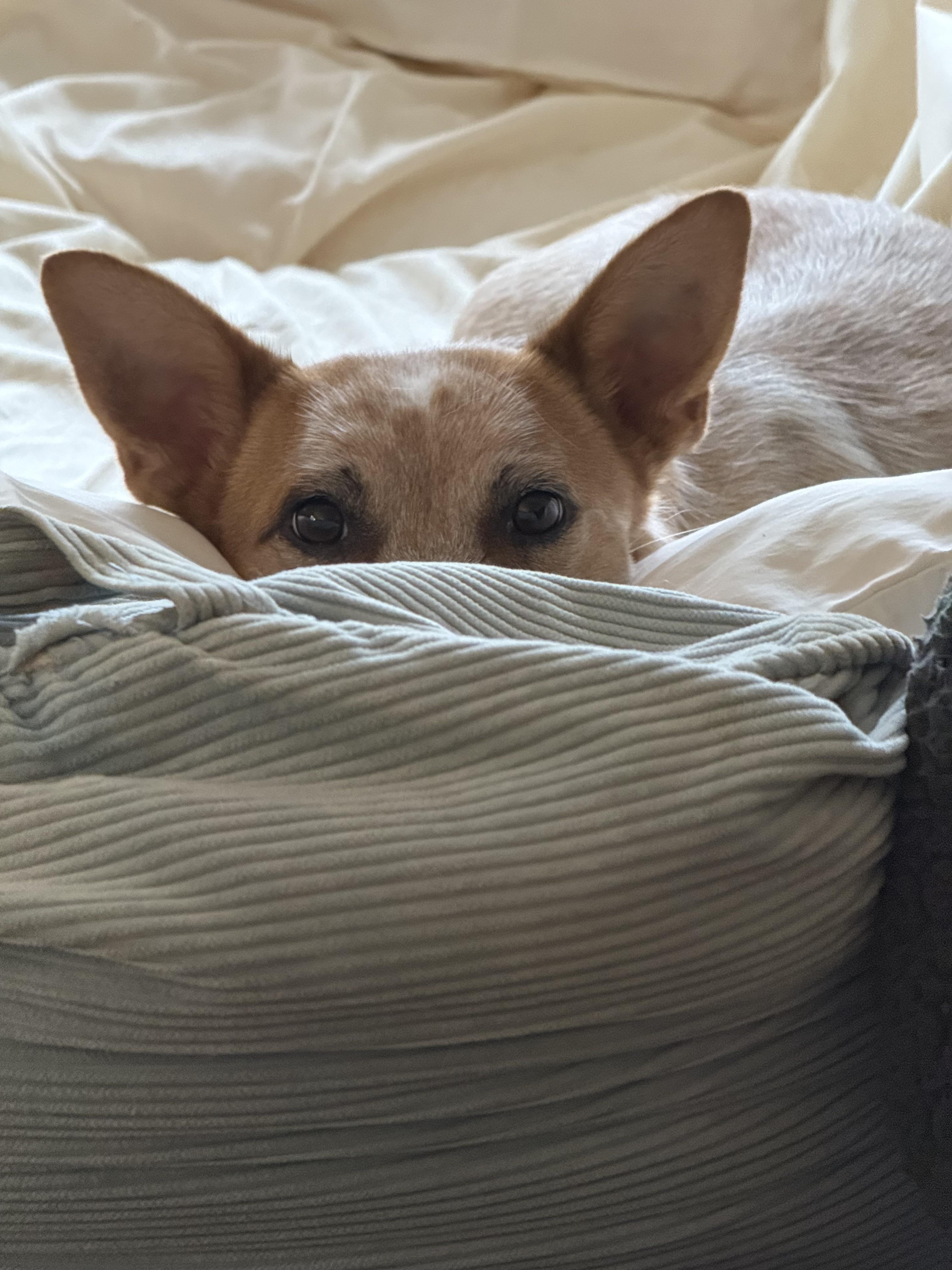 Maple (King County, WA)
