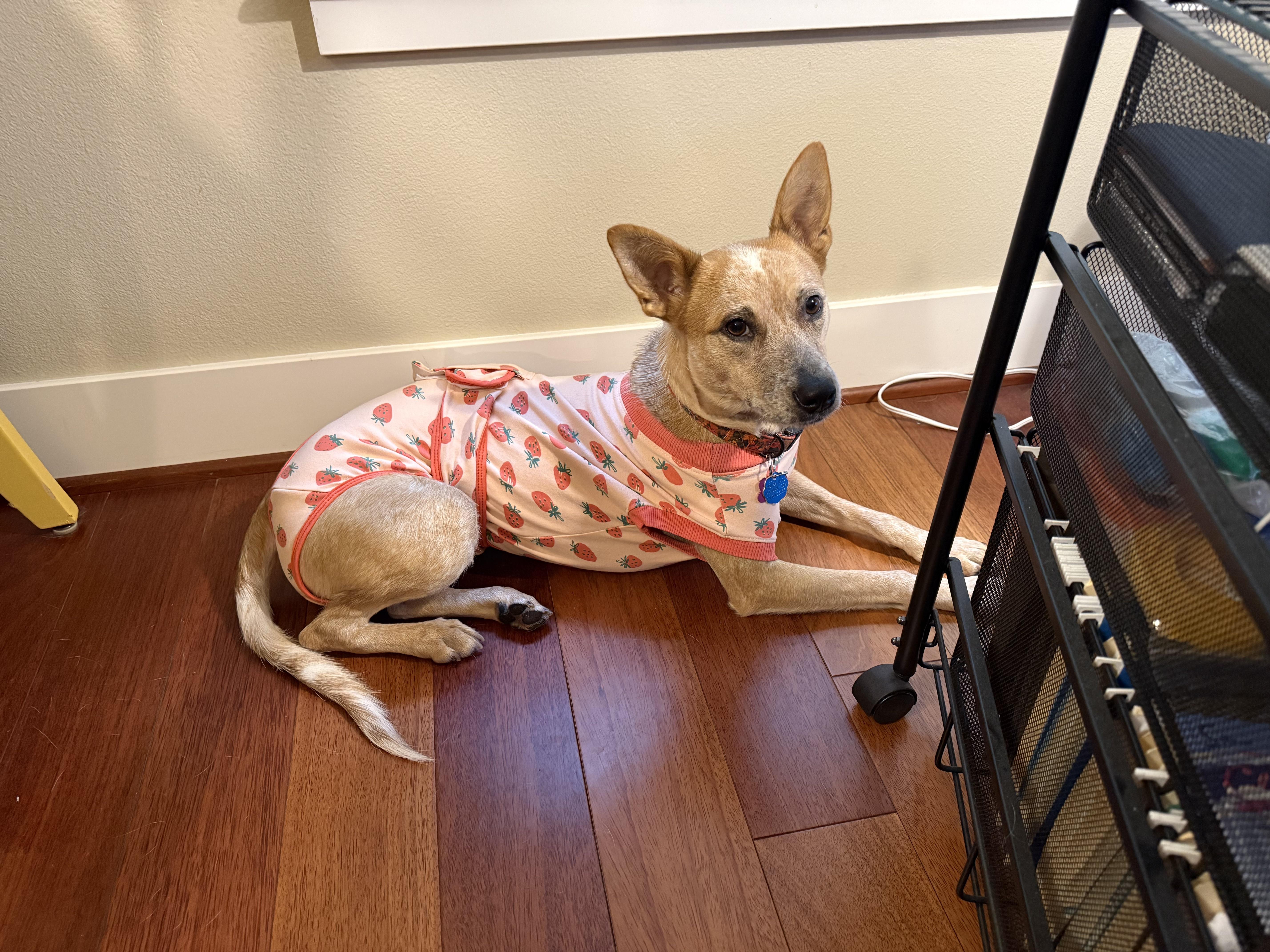 Maple (King County, WA)