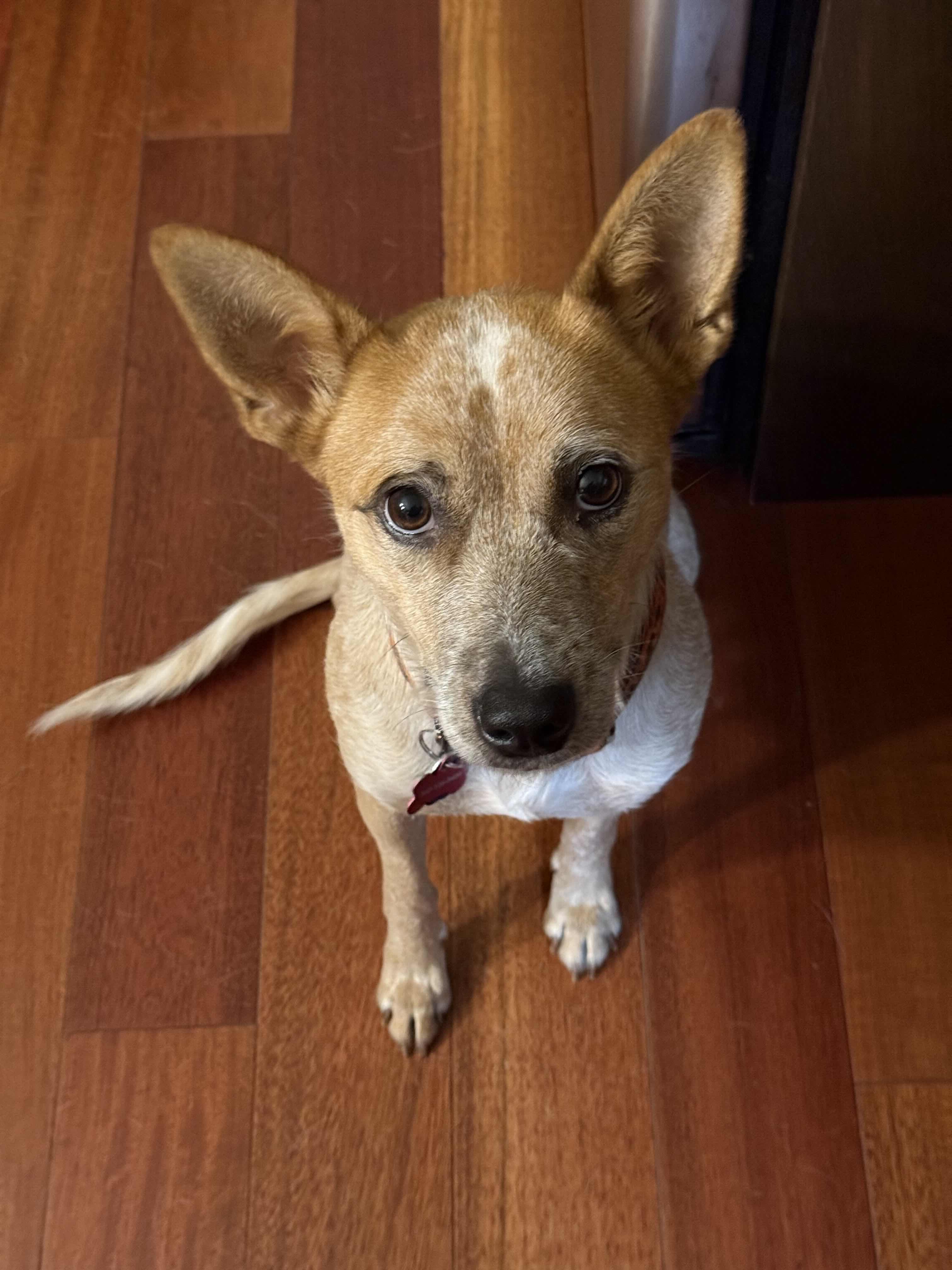 Maple (King County, WA)