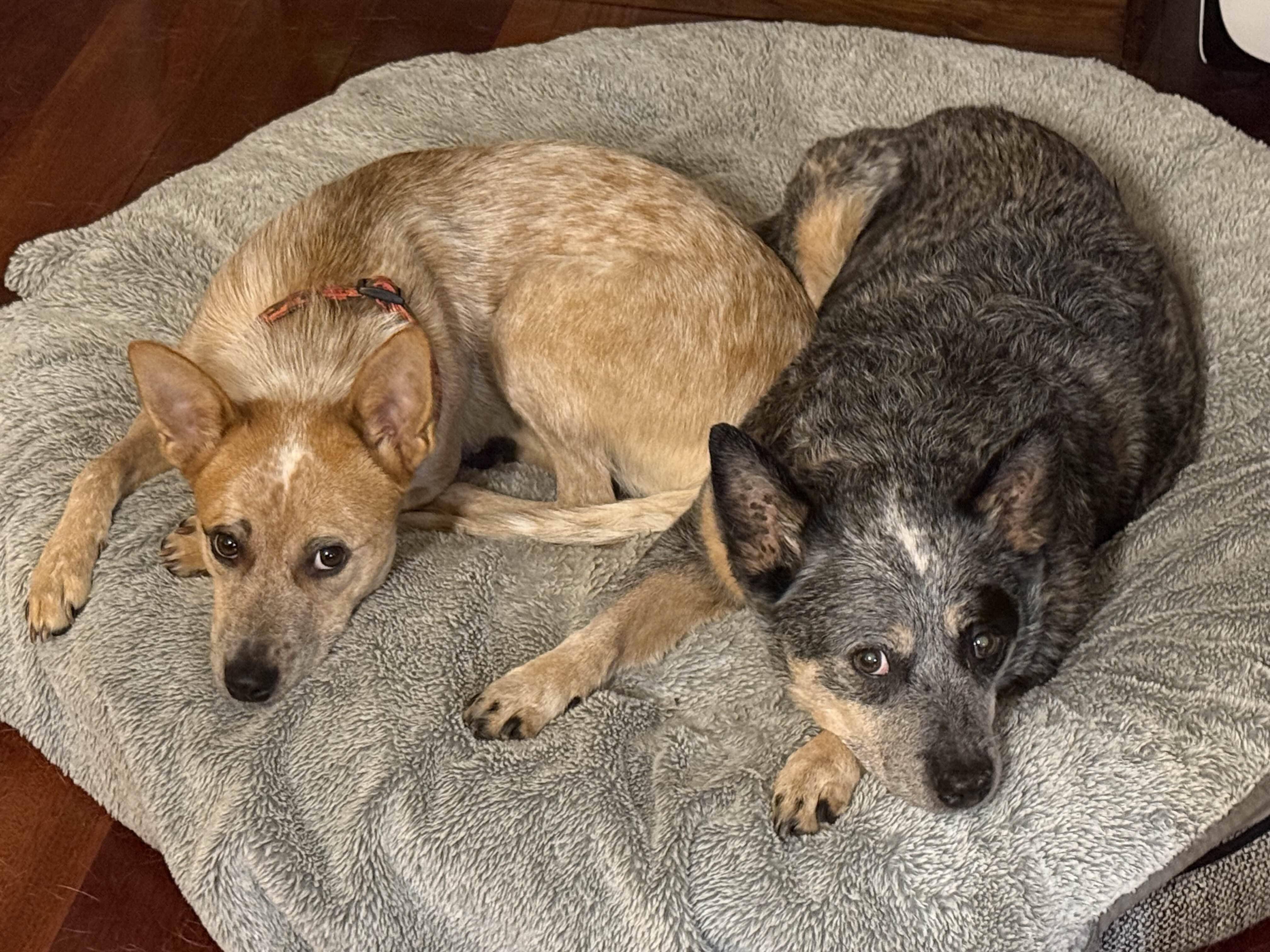 Maple (King County, WA)