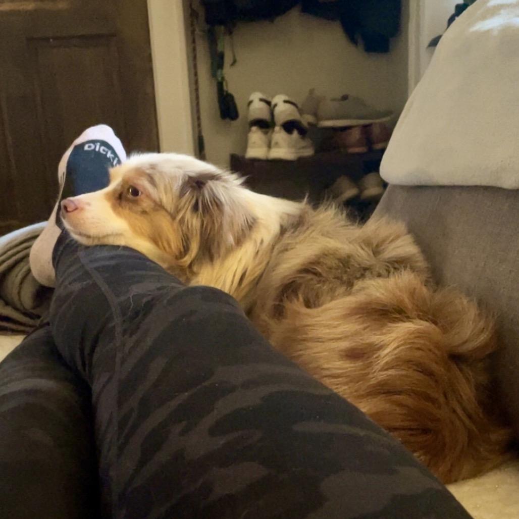 Reyka, Adoptable, Adult Female Australian Shepherd.