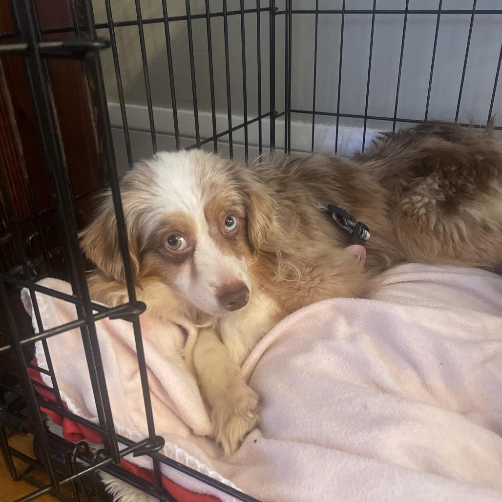 Enlarge Reyka, a Adoptable Australian Shepherd in Crystal, MN image 2/6