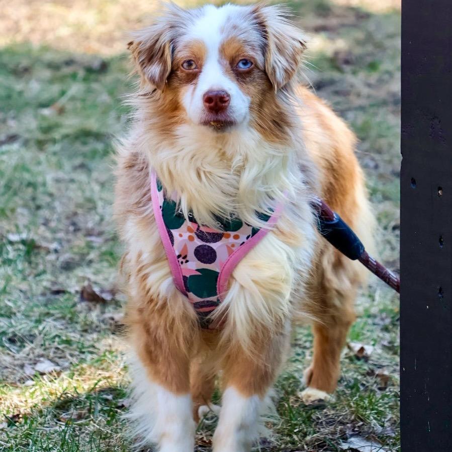 Enlarge Reyka, a Adoptable Australian Shepherd in Crystal, MN image 3/6