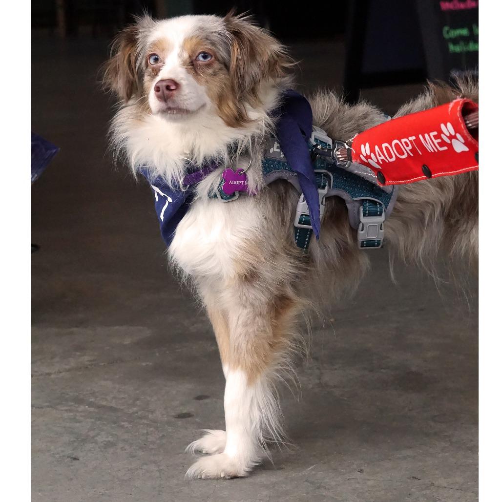Enlarge Reyka, a Adoptable Australian Shepherd in Crystal, MN image 4/6