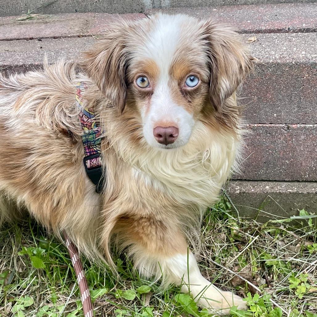 Enlarge Reyka, a Adoptable Australian Shepherd in Crystal, MN image 5/6