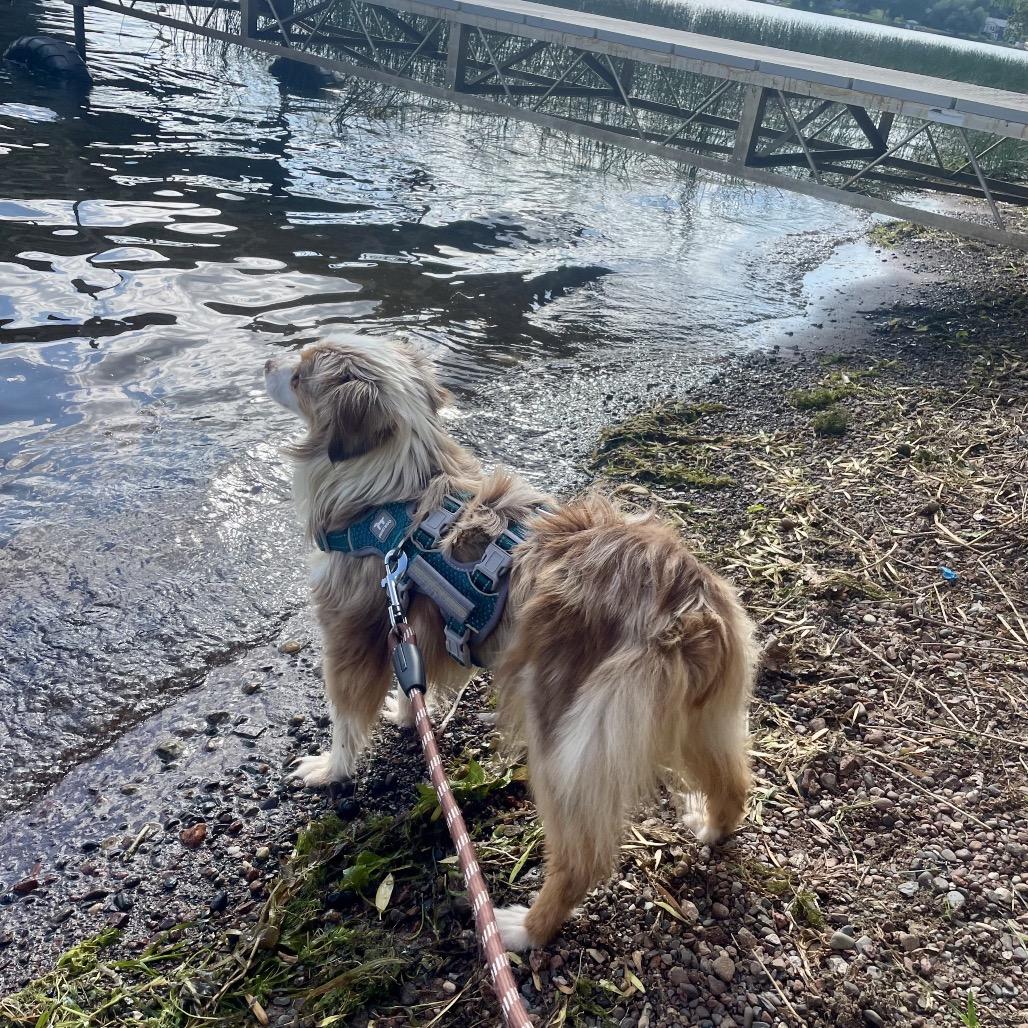 Enlarge Reyka, a Adoptable Australian Shepherd in Crystal, MN image 6/6