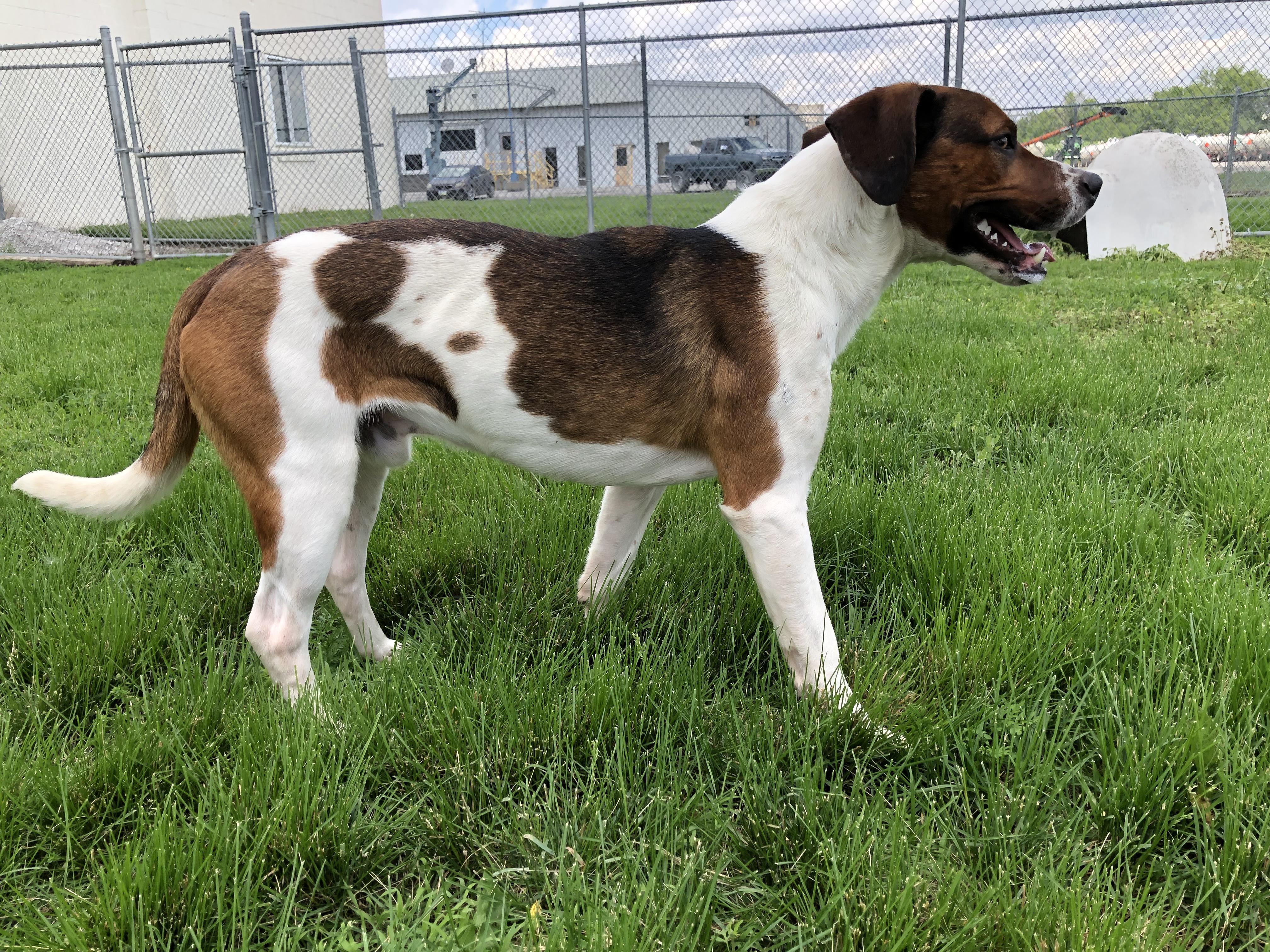 Enlarge Walker, an adoptable Hound in Shenandoah, IA image 2/2