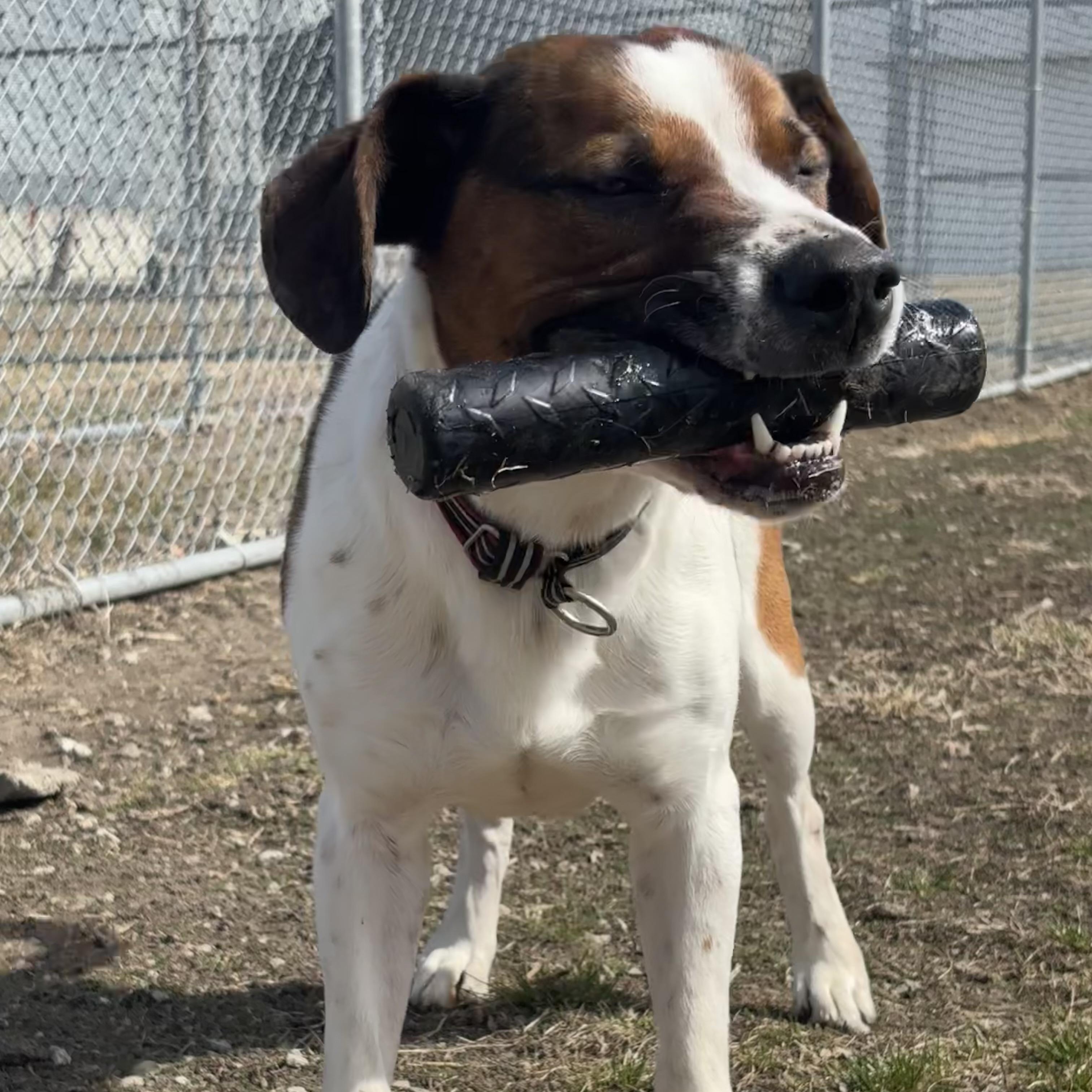 Walker, adoptable, Adult Male Hound.