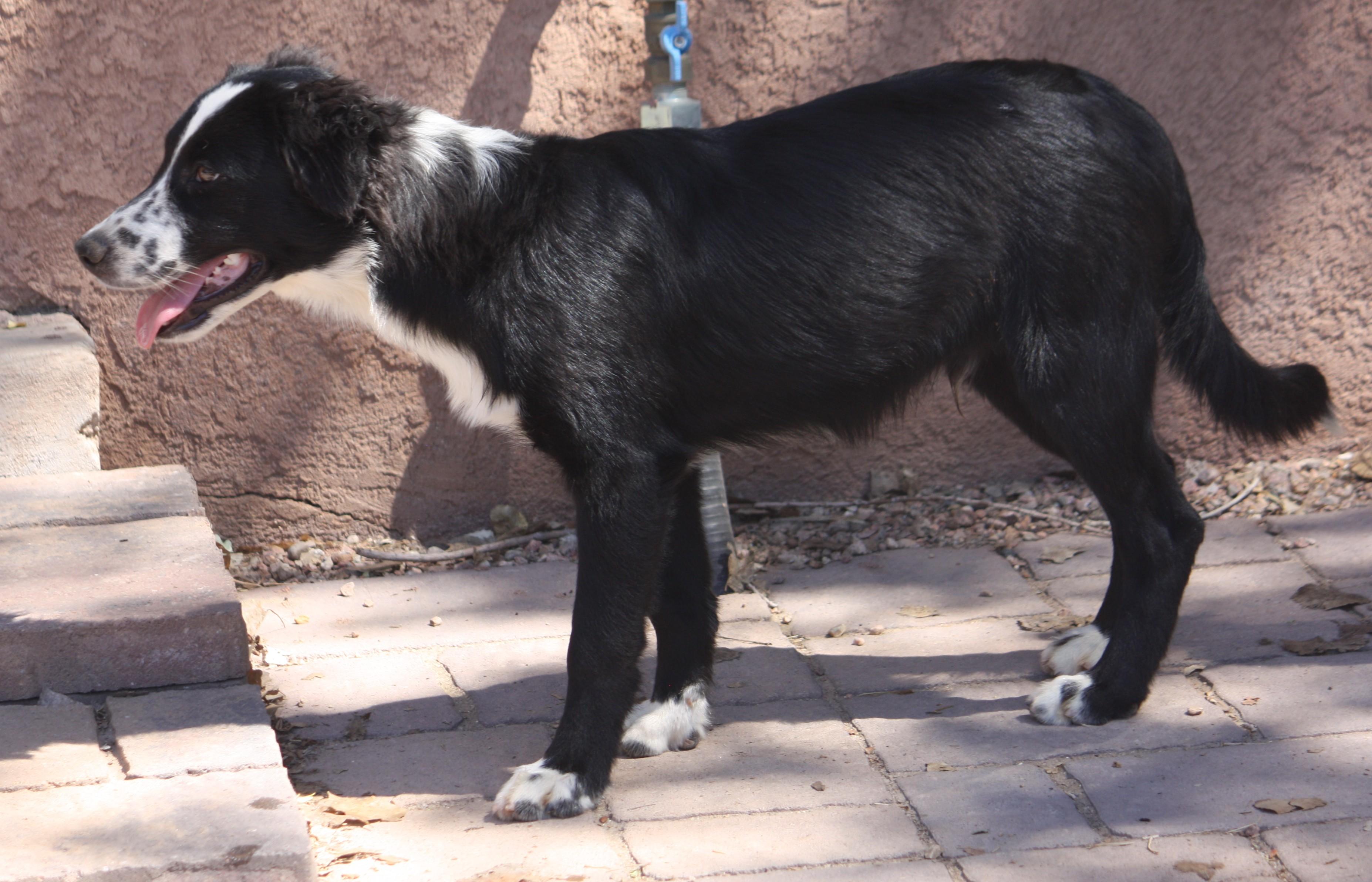 Bull, a Adopted Australian Shepherd in Albuquerque, NM image 3/5