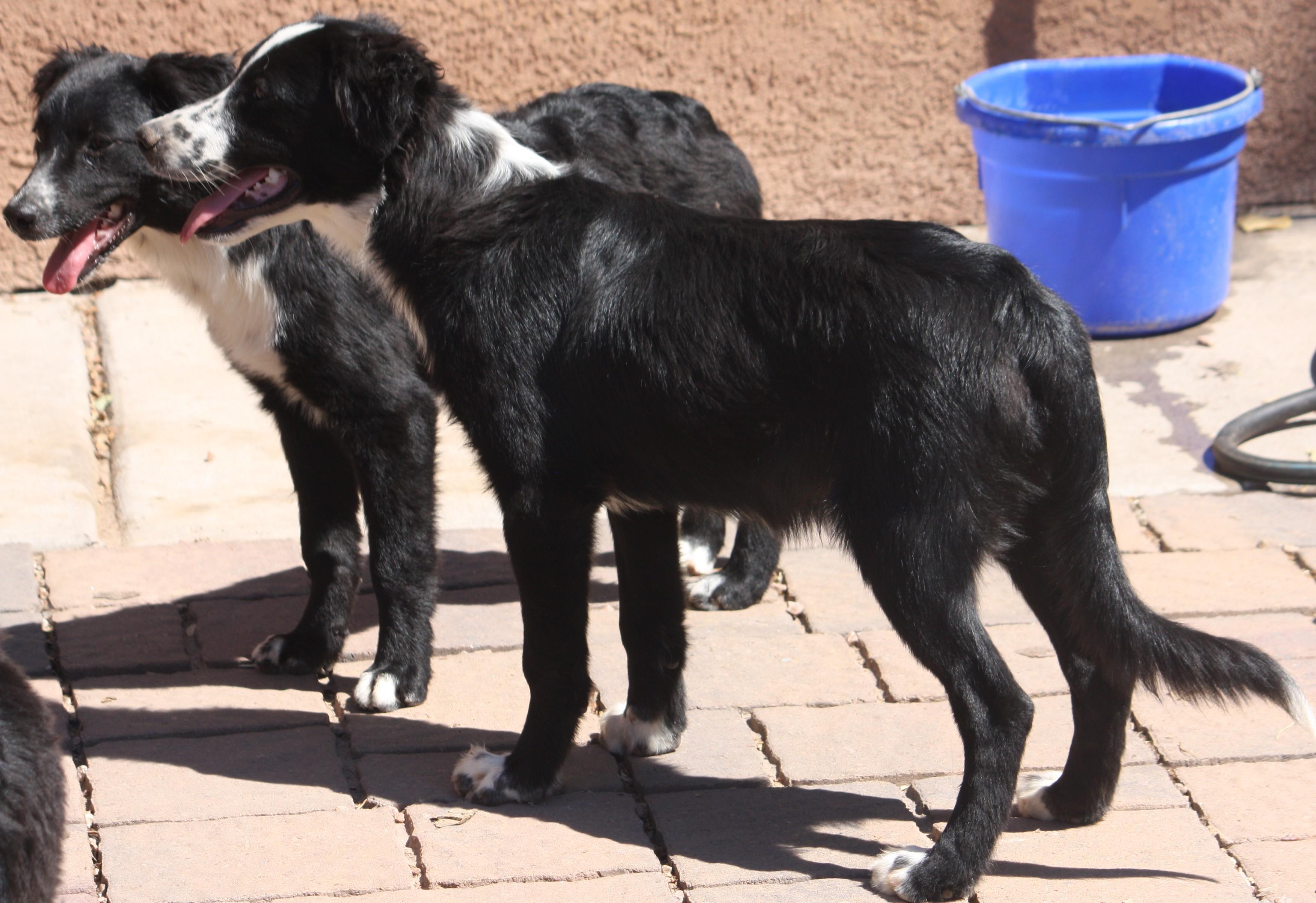Bull, Adopted, Puppy Male Australian Shepherd.