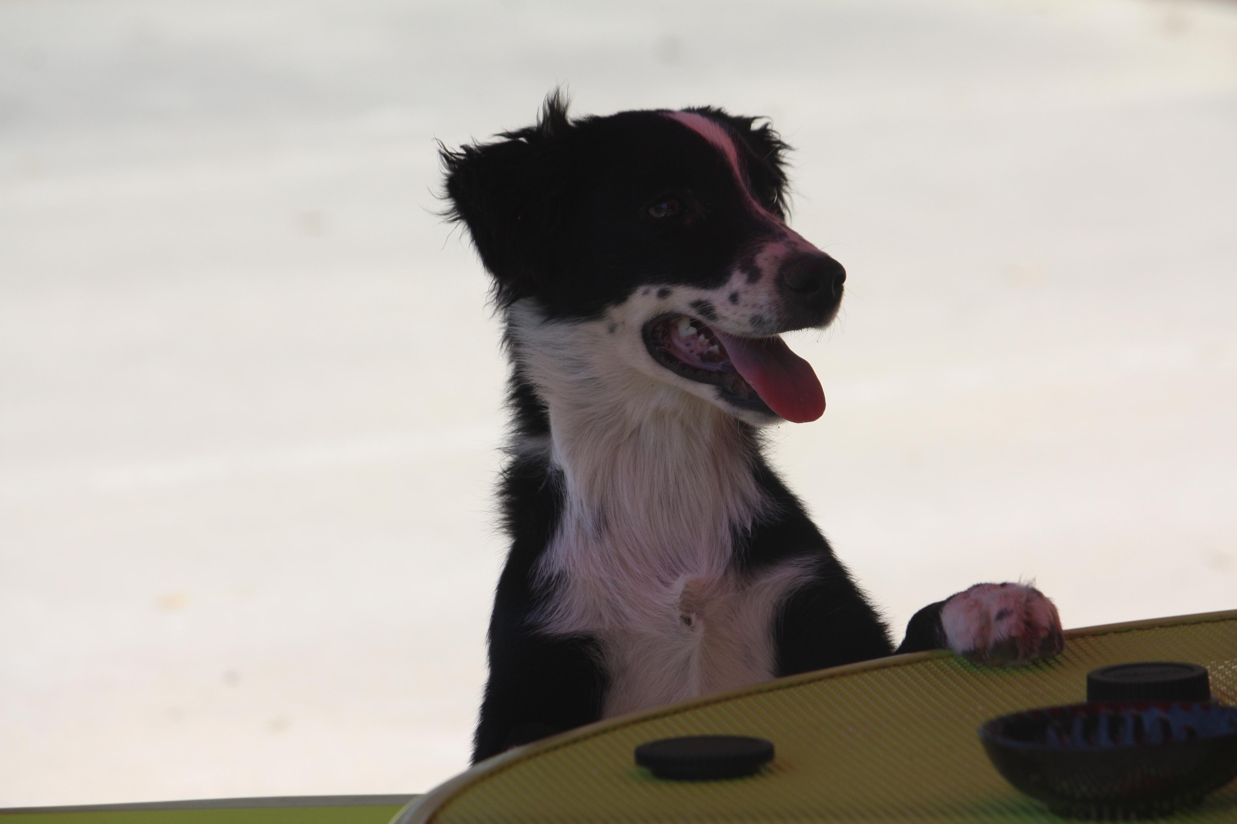 Bull, a Adopted Australian Shepherd in Albuquerque, NM image 4/5