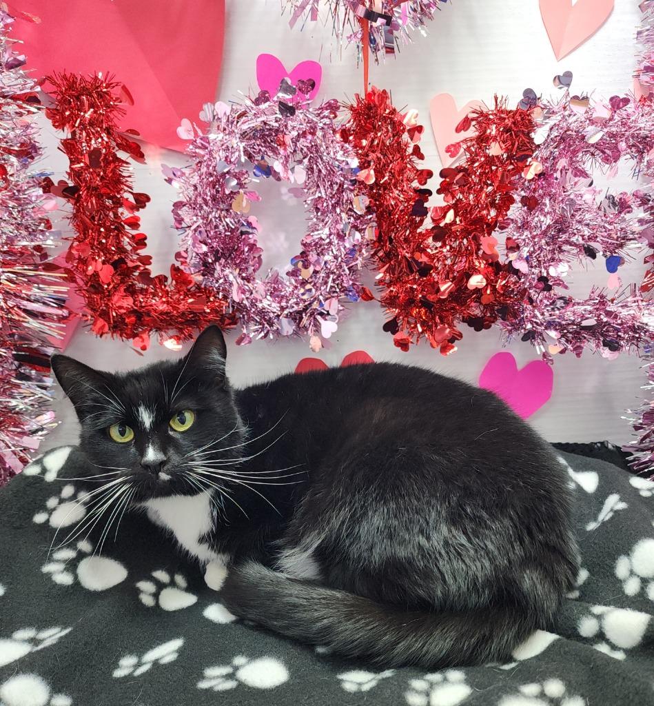 Enlarge Princess Purr, a Adoptable mixed breed in Washington Court House, OH image 1/1