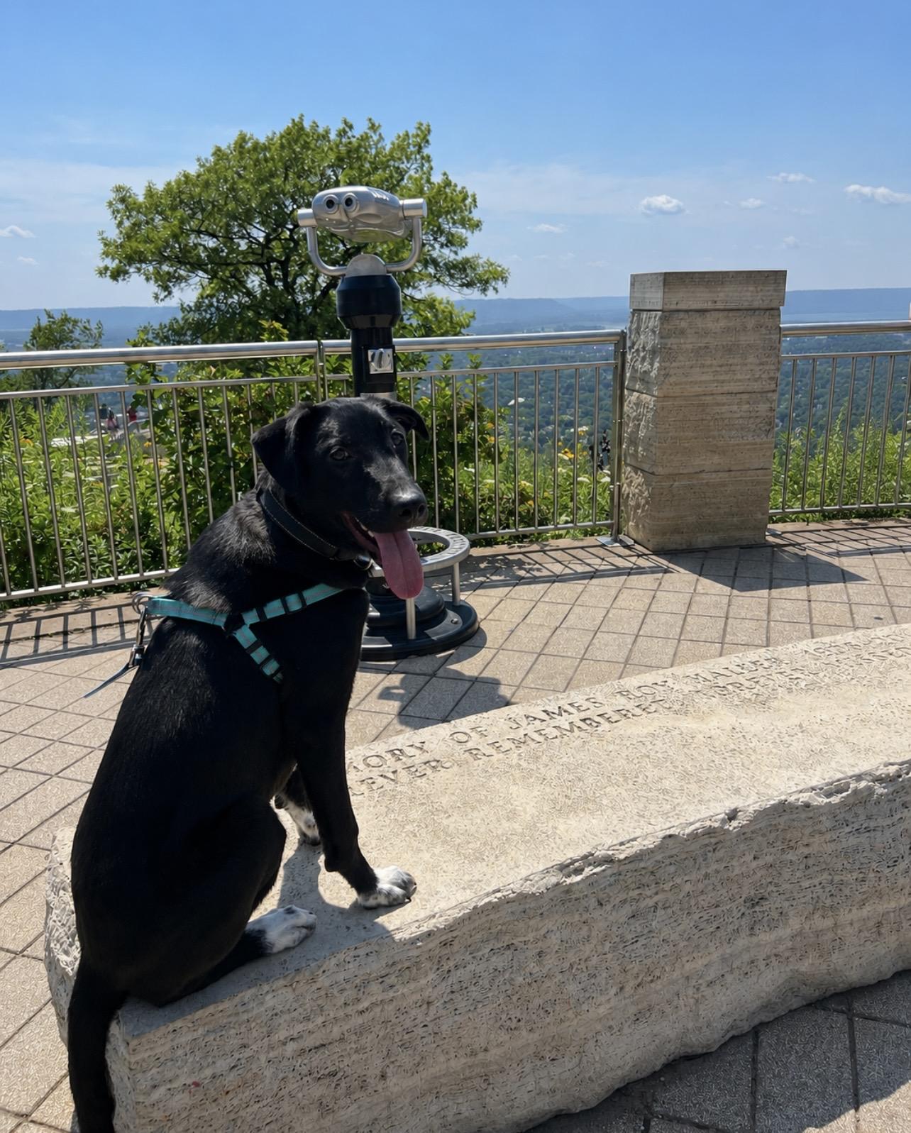 Tuxie, an adopted mixed breed in Holmen, WI image 5/6